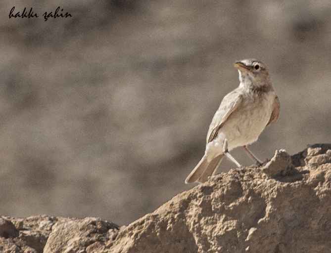 Desert Lark